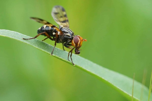 Comment identifier rapidement une otite chez un chat Oriental Longhair?
