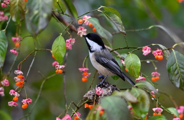 Quels types d'enrichissement environnemental proposer pour un chien de race Bernese Mountain Dog?