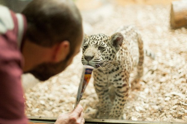 Les bonnes raisons de visiter le zoo de Beauval, le meilleur zoo de France