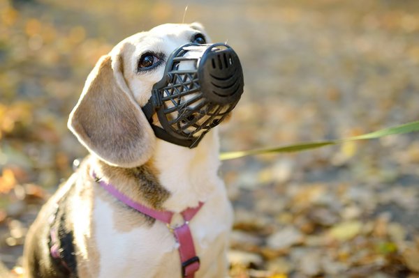 Comment choisir une muselière confortable pour une journée entière